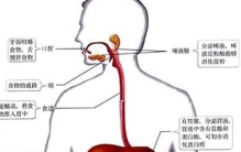 消化系统有什么功能?消化系统12大有趣的事实