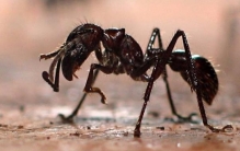 世界上最贵的毒蛇，中国莽山烙铁头蛇（100万一条）