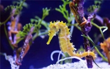 世界上最慢的动物 海马（行动速度缓慢令人惊讶）