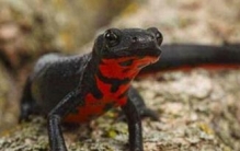 中国火龙毒性有多强，一毫克能杀死一名成年人(剧毒)