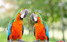为什么说养什么都不要养鹦鹉？揭秘鹦鹉几大弊端和好处