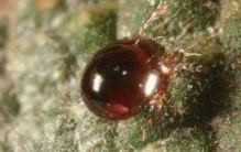 世界最高的雪山:被称为世界屋脊(千万年前高达1.2万米)