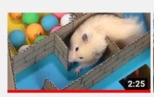 2亿播放量的仓鼠走迷宫成了YouTube上的财富密码