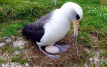 世界上最罕见的毒蛇，喜玛拉雅白头蛇（毒性强经常绝食）