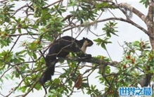 巨松鼠的基本信息，没想到巨松鼠的外形竟然是这样的！