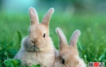 美国兔人杀人是真的吗?美国恐怖兔人图片曝光（都市传说）