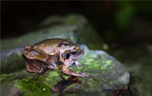 世界上最大的蝌蚪是什么 奇异多指节蟾（平均体长超25cm）