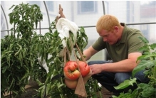 世界上最大的番茄 令人难以想象的巨大番茄（八斤重）