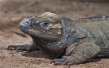 世界上最长寿的犀牛鬣蜥 共生存了69年相当神奇