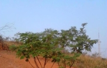 红色题材奇石,民间神奇的石头