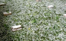 蚕宝宝怎么孵化才快(蚕卵孵化的温度)