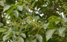 世界上最咸的树木 盐肤木为什么表面会有盐（木盐树）