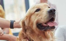 第一次养宠物注意什么?养宠物前要知道的10件事