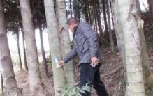 世界上最大的竹子品种：巨龙竹 直径似水桶/最高可长45米