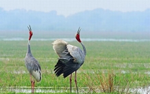 世界上现存翼展最长的鸟：漂泊信天翁，最长可达3.7米