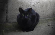 养猫的诡异禁忌 女人养猫阴气重影响风水（都是传说）