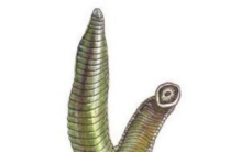 菲牛蛭与日本医蛭,菲牛蛭和日本医蛭哪个好养