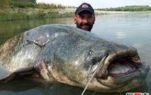 世界上最凶猛的淡水鱼，亚马逊鲇鱼体长3米能吞人(视频)