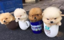 什么狗好养而且看家(乡下小土狗)