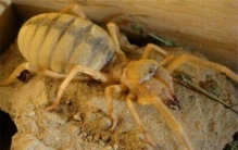 世界上最大的蜘蛛排行 骆驼蜘蛛是世界上体型最大的蜘蛛