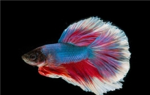 世界上最美的十种鱼 五彩斑斓非常令人喜爱