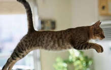 最可怕的几种猫敢养的都是大神,最难养的4只猫