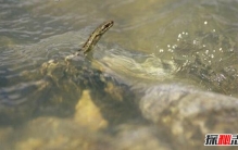 世界生存海拔最高的蛇，青藏高原温泉蛇(海拔4300米以上)