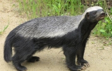 动物界中最记仇的四种动物，平头哥蜜獾只能屈居第四