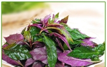 血皮菜到底有毒没？血皮菜真的致癌吗