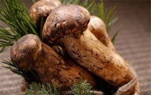 世界上最珍稀的十大食物 松茸上榜第二很是神秘改变味觉