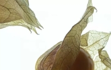 不常见的水果有哪些?10种不常见的奇葩水果(带图)