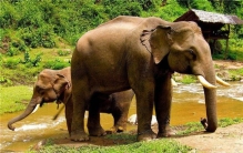 世界上最重的大象有多重 十三吨（未成年非洲象）