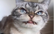 猫为什么想杀死主人?原来猫和狮子有这么多相似之处