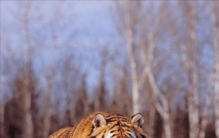 比西伯利亚虎还大的猫科动物,最大西伯利亚虎