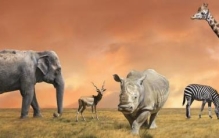 神鸟蜜獾杀人蜂老人讲述援建坦赞铁路时非洲的奇闻异事