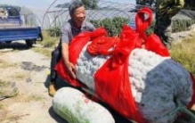 世界上最大的冬瓜：需四个壮汉才能搬动(重447.8斤)