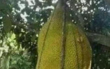 世界上最大的菠萝蜜，海南菠萝蜜最大达到1000斤/够1000个人食用 ...