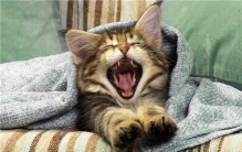 世界上最胖的猫有多重 美国海绵宝宝（体重14斤）