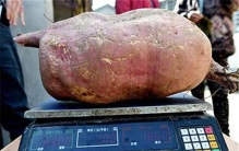 世界上最大的番薯 中国烟台科学院培育的（二十三公斤）