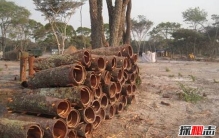 安哥拉树皮女人管用吗，男女通用的纯天然壮阳药