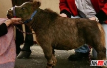 世界上最矮的马，迷你马只有马的六分之一(出生只有31cm)