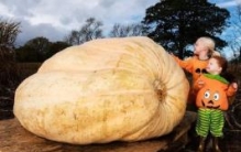 世界上最大的南瓜：重达1900斤 重量相当于一辆小轿车