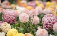 代表高洁的菊花怎么变成了祭奠之花,菊花为什么象征着高洁和长寿