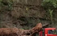 乐山乌木遗址,四川乐山挖乌木