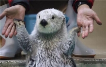 世界最贵的动物皮毛 海濑的皮毛（御寒能力好毛质不错）