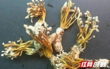 金蝉花是什么长出来的,长在蝉身上的植物