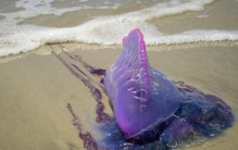 世界上最毒的水母，僧帽水母(被蛰一下你就挂了)