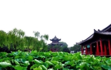 济南大明湖和夏雨荷是怎么回事,大明湖夏雨荷的故事50字