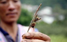 被马蜂蛰了怎么办?被马蜂蜇了多久毒发（3-5天痊愈）