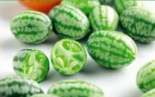 世界最小西瓜：拇指西瓜 一个勺子就能舀起(直径2厘米)